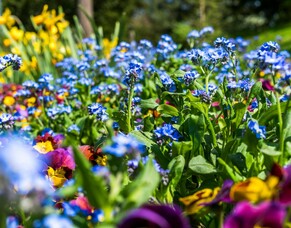 Cultivating a Flourishing Flower Bed