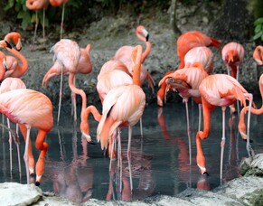 Embracing the Vibrancy of Well-being: What Shade of Pink Are You?