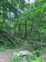 View of the Rozarks trail near Fisher Park trailhead